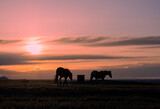 Fototapeta Natura - Wild Horses Silhouetted in a Utah Desert Sunset