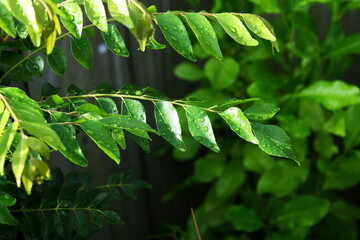 Wall Mural - fresh green curry leaves or curry patta(murraya koenigii)indian herb closeup on plant   