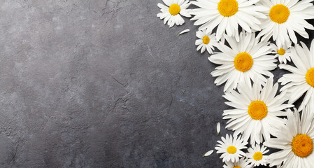 Wall Mural - Chamomile garden flowers on stone background