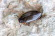 an insect - beetle - Rhantus suturalis
