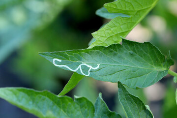 Poster - Tomato leaf infestation. Mining between upper and lower leaf surface by Tuta absoluta resulting in clear patches often filled with frass.