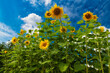 Sunflowers across the sky. Summer cheerful background.