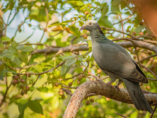 Wall Mural - A white-crowned pigeon perched in the tropical tree canopy in the Florida Keys. 