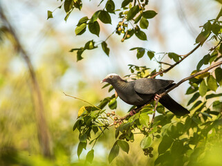 Wall Mural - A white-crowned pigeon perched in the tropical tree canopy in the Florida Keys. 