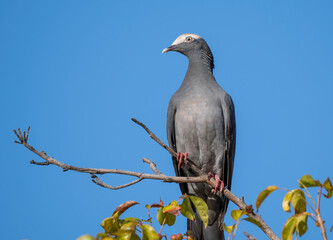 Wall Mural - A white-crowned pigeon perched on a tree branch 