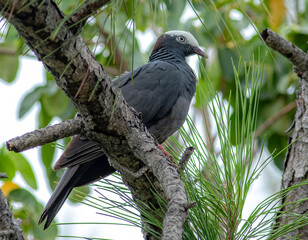Wall Mural - A white-crowned pigeon perched in a pine tree in the Florida Keys 