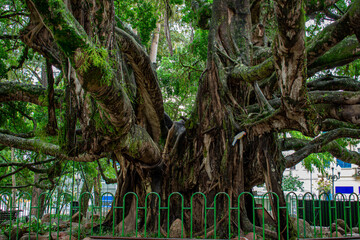 Wall Mural - giant fig tree in public square. Florianopolis - SC - Brazil