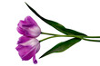 Two purple tulips with stem and leaves close up on isolated white background
