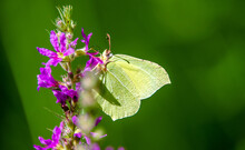 A Yellow Butterfly Sits On A Purple Flower