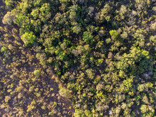 Drone Top View Of Forest With Undergrowth - Brazilian Cerrado