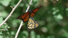 Monarch Butterflies Hanging From Branch While Mating  As They Fly Away Stuck Together.