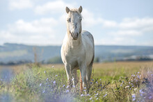 Portrait Of A White Shetland Pony Stallion With Blue Eyes Standing On A Wildflower Meadow