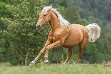 Portrait of a beautiful palomino kinsky horse gelding galloping across a pasture in summer outdoors