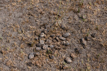Horse Manure On Dry Grass To Be Used As Fertilizer In Agriculture.