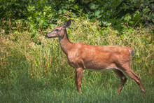 A White-tailed Deer Standing In A Meadow