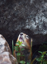 Little Chipmunk Peeking Out Up From A Hole Between Rocks
