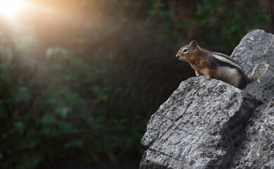 chipmunk sitting on top of rocks with copy space