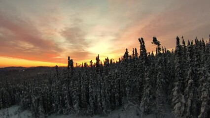 Wall Mural - Aerial Forward Growth Of Frozen Trees In Forest Under Clouds Sky During Sunset -  Fairbanks, Alaska