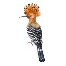 Hoopoe Hand Drawn Watercolor Illustration. Realistic Europe And Asia Crested Bird. Hoopoe On White Background Element