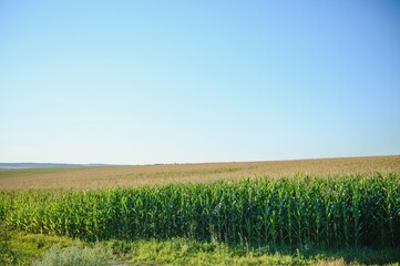 Wall Mural - Green field of young corn under the sunlight