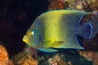 Semicircle Angelfish, Pomacanthus semicirculatus