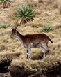 Female Walia Ibex, Simeon Mountains, Ethiopia