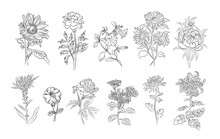 Set Of Autumn Flowers Line Art Vector Illustrations - Sunflower, Marigold, Peony, Chrysanthemum, Petunia, Aster. Hand Drawn Black Ink Sketch Vector Drawings For Wall Art, Jewelry, Tattoo, Logo Design.