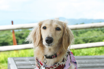 Fototapete - お澄まししてこっちを見る犬