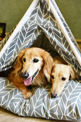 Fototapete - 仲良くテントに入る犬