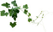 Green leaves of Vine plant ivy (Coccinia grandis)