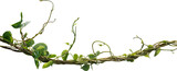 Fototapeta Sawanna - Vine plant, green leaves