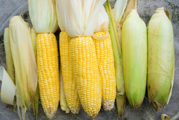 Wall Mural - Corn, yellow corn