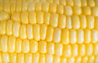 Wall Mural - Yellow sweet corn background