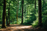 Fototapeta Las - Un chemin dans une forêt. Un sentier dans les bois. Une route au milieu des bois. Une forêt en France. Une forêt en été.