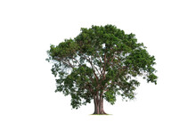 Large Bothi Tree Or Pipal Tree On Transparent Background, Png File