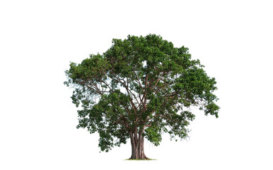 large bothi tree or pipal tree on transparent background, png file