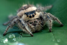 Close-Up Of A Tiger Jumping Spider On A Rock, Indonesia