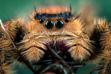 Close-Up Of A Tiger Jumping Spider On A Rock, Indonesia