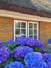 Purple Hydrangea Flowers Growing In Front Of A Typical Traditional Thatched House, Fanoe, Jutland, Denmark