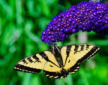 Close-up Of A Yellow Butterfly On A Purple Flower, British Columbia, Canada