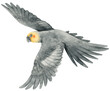 Watercolor cockatiel bird illustration