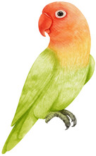 Watercolor Lovebird Illustration