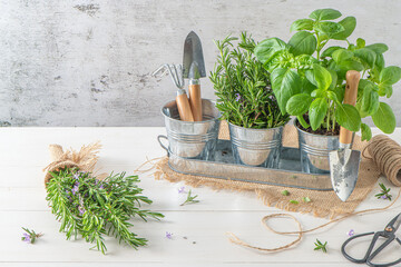 Home gardening. Rosemary and basil bush in pots, and gardening tools on wooden table