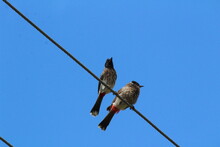 Bird On Wire