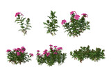 Fototapeta  - Flowers on a transparent background