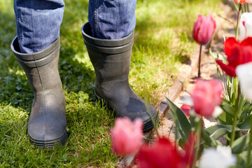 Wall Mural - gardening and people concept - close up of man in rubber boots and tulip flowers at summer garden