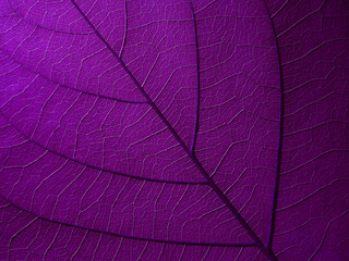 Poster - purple leaf texture, natural background