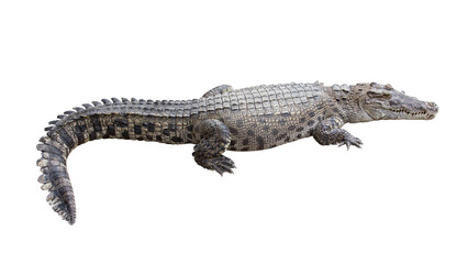 Crocodile isolated