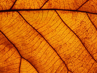 Sticker - close up dry brown leaf texture ( teak leaf )