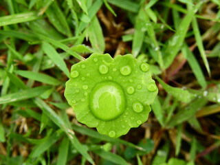 Poster - water drops on green leaf texture